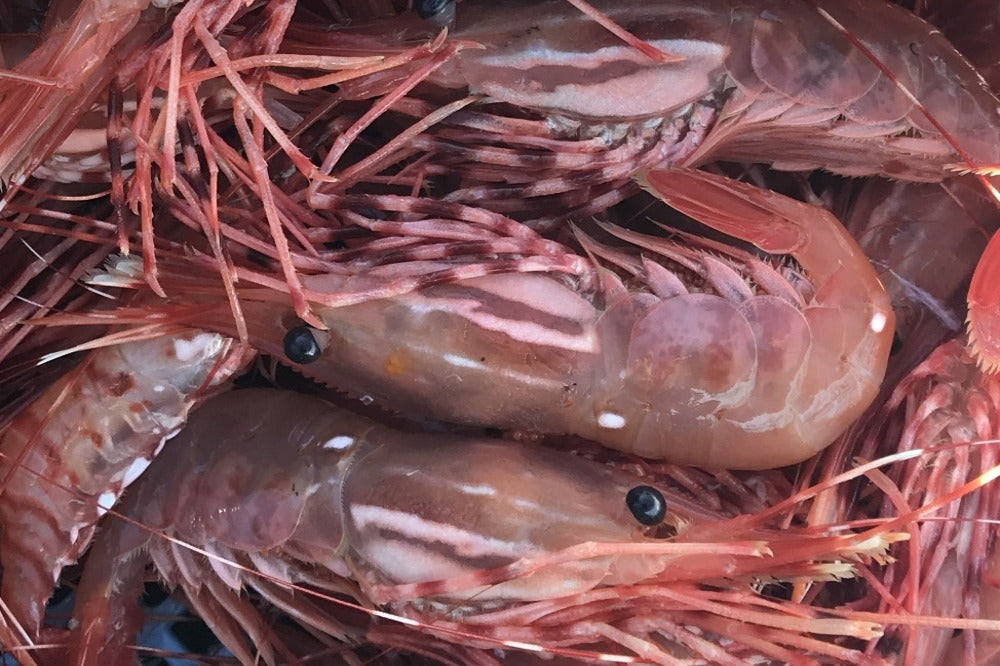 WILD ALASKAN SPOT SHRIMP PRAWNS