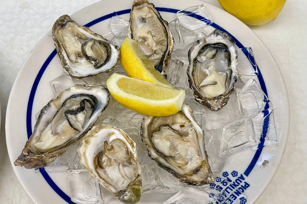 fresh oysters