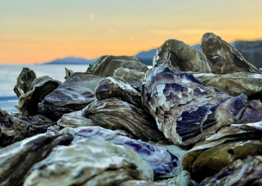 Fresh Alaskan Oysters in the Shell