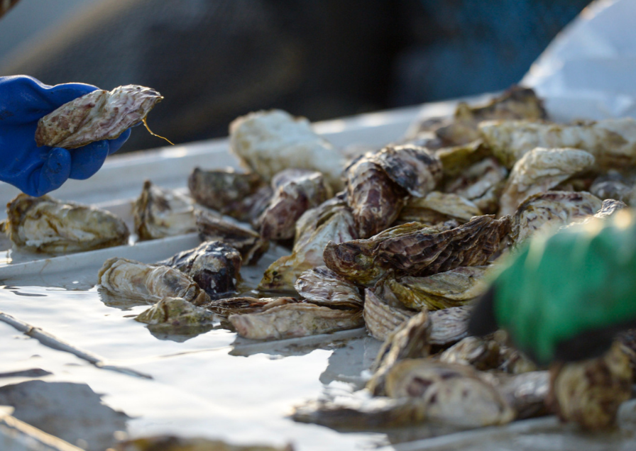 Fisherman sorting fresh oysters