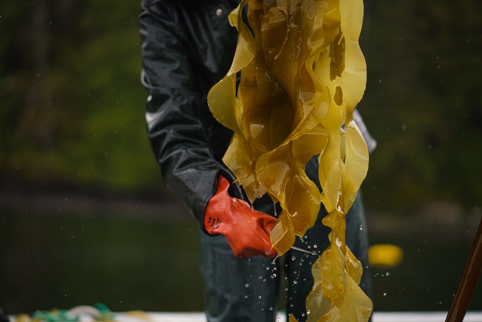 Person holding seaweed