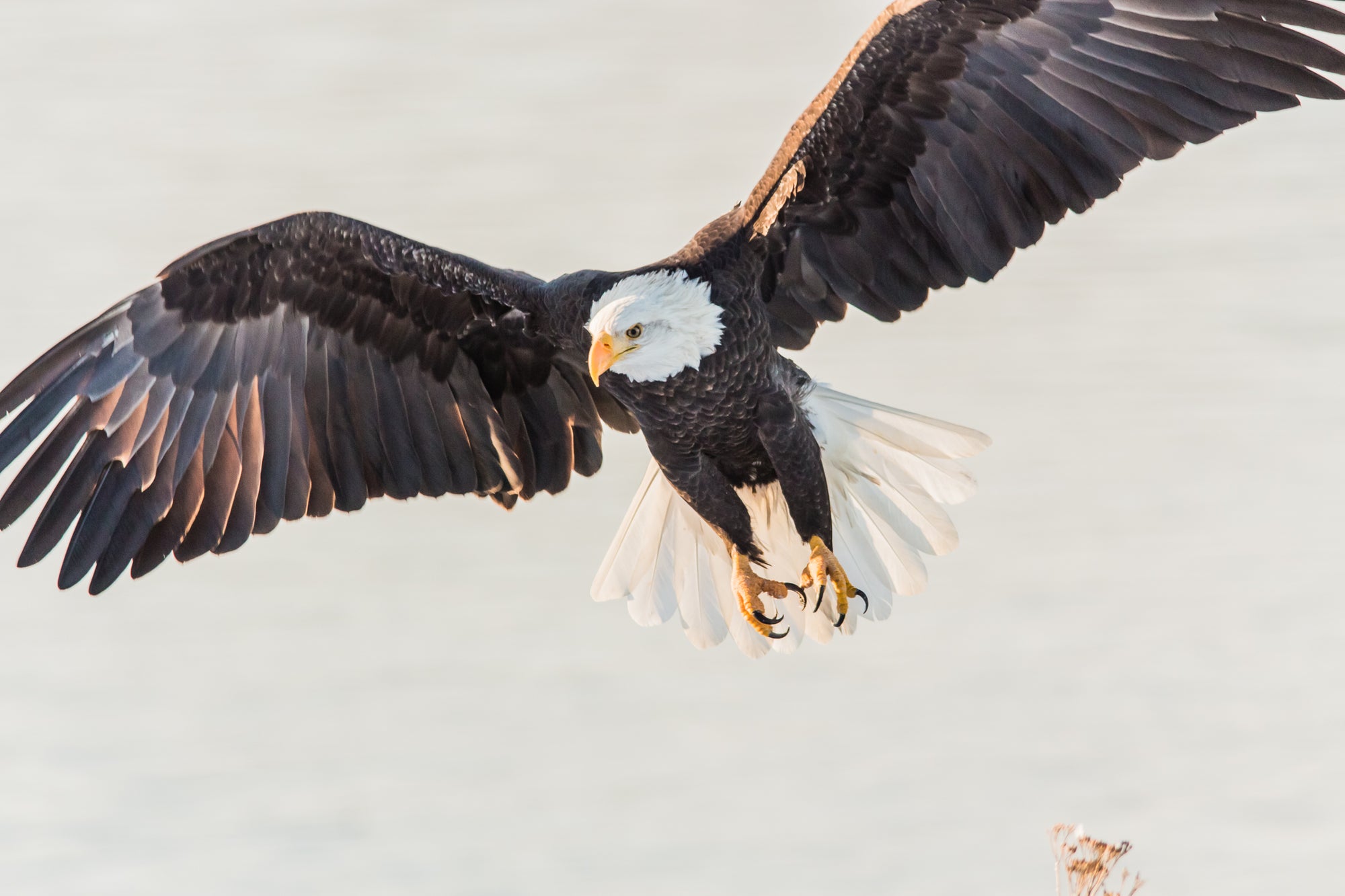 Flying Bald Eagle