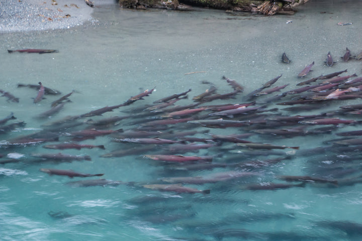 Copper River Sockeye