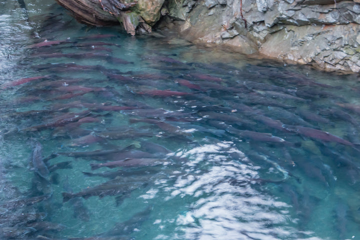 Sockeye Salmon