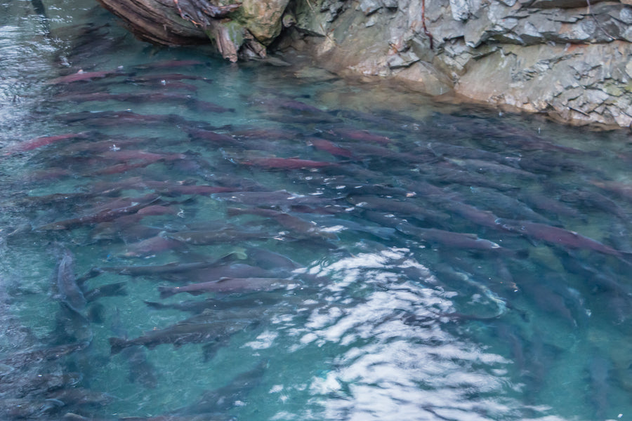 Sockeye Salmon