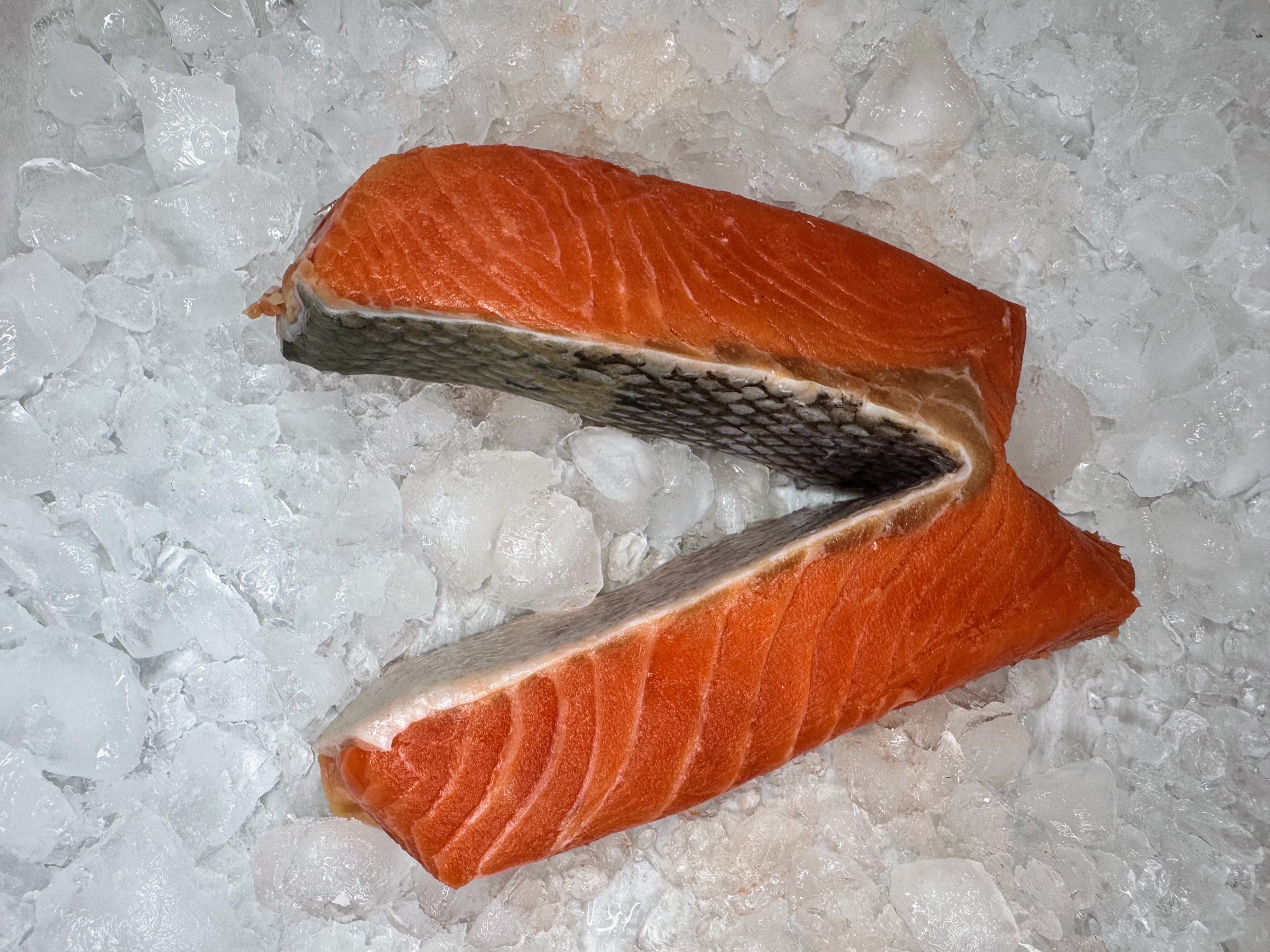 Raw  Copper River King salmon fillet on a bed of ice