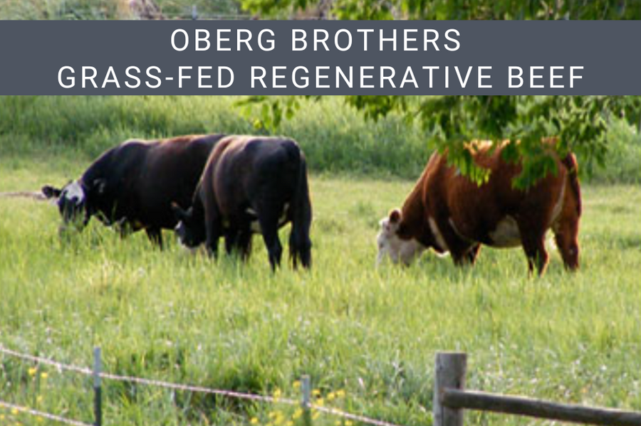 oberg brothers grass fed regenerative beef grazing in lush grass