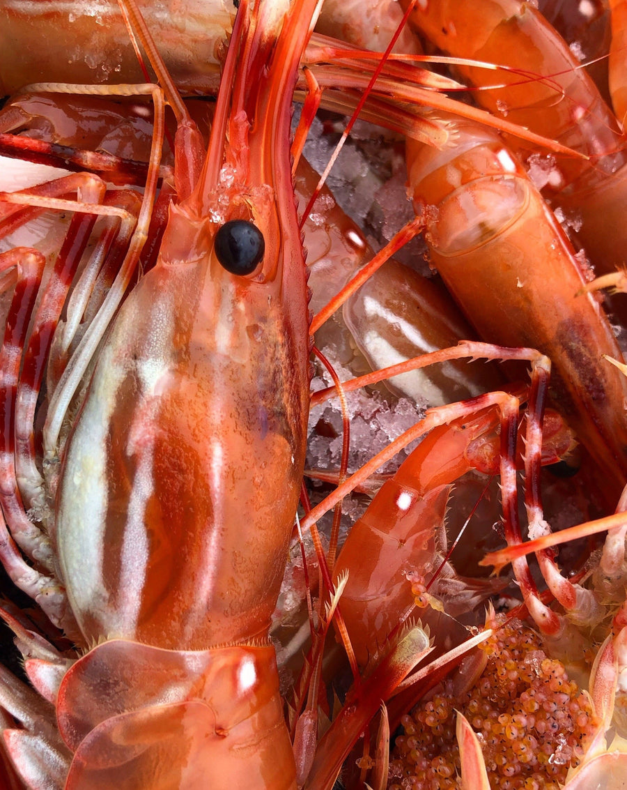 Alaskan Spot Prawn Shrimp 