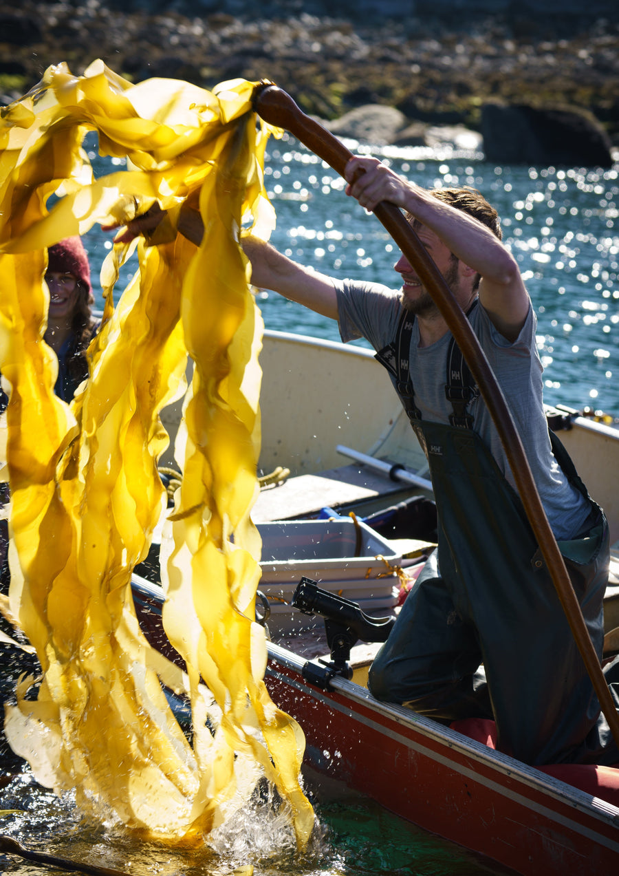 Kelp Seasoning Gift Bundle
