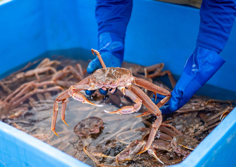 Alaskan Bairdi Snow Crab