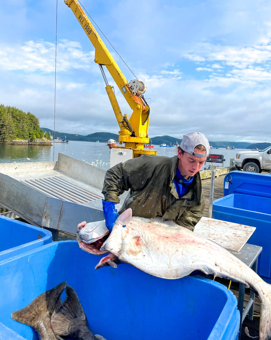 Alaskan Fisherman hoisting a full halibut into the production line