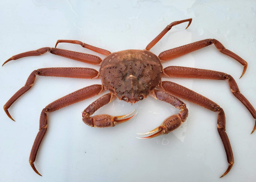 Alaskan Bairdi Snow Crab