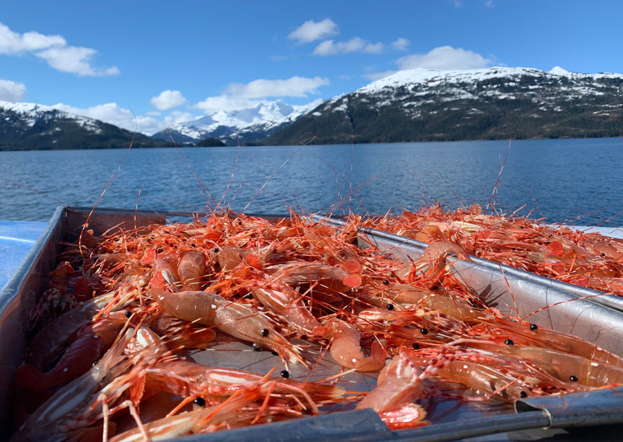 Spot Prawns fishing in Alaska