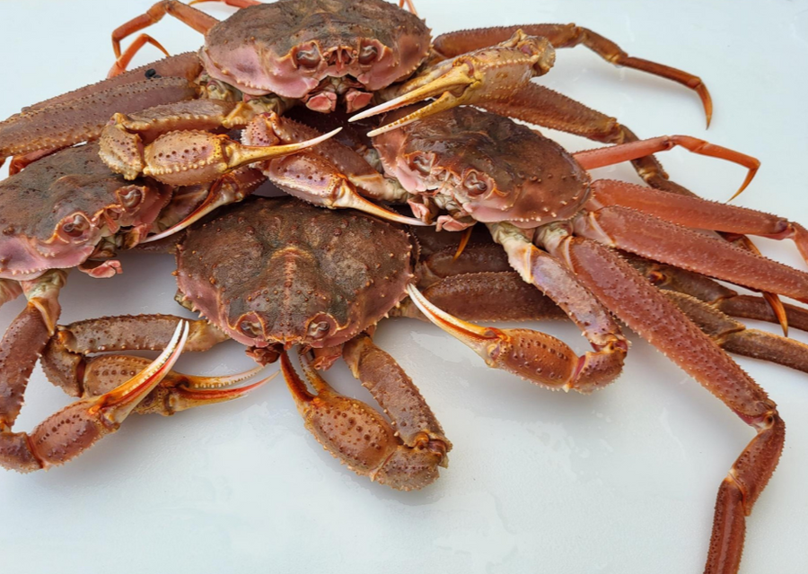 Alaskan Bairdi Snow Crab