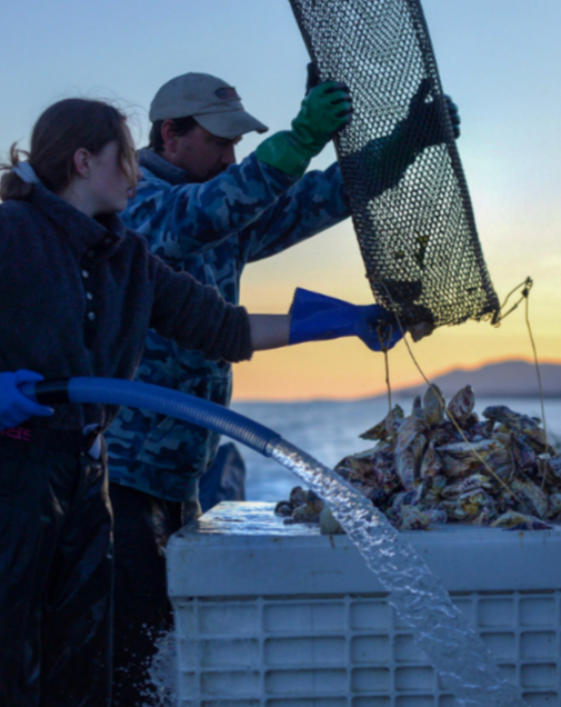 Fresh Alaskan Oysters
