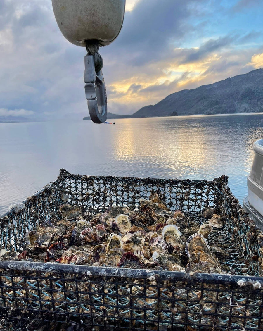 Fresh Alaskan Oysters 